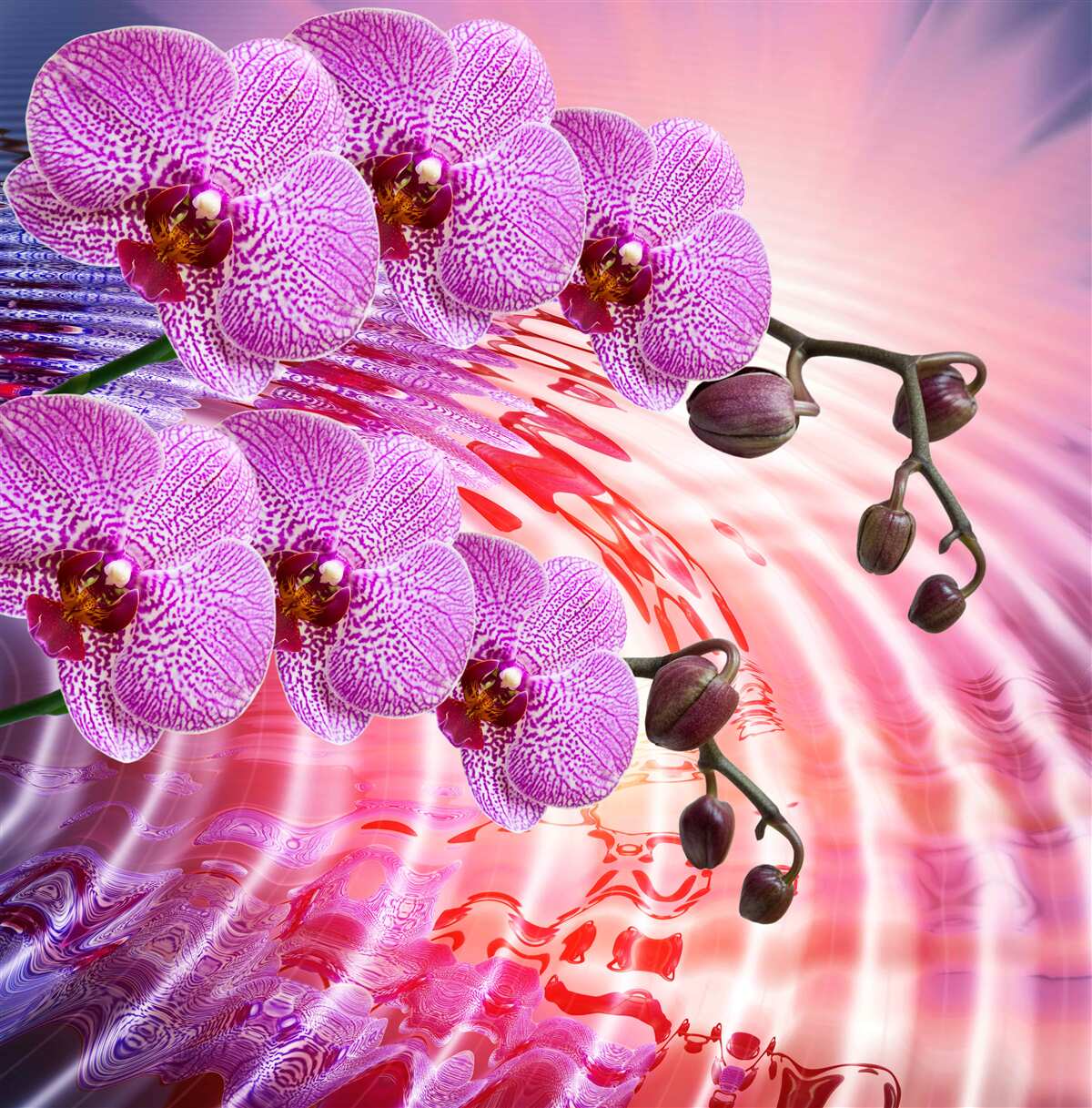 Fototapet reflecție a unei orhidee leopard cu ramuri de liliac
