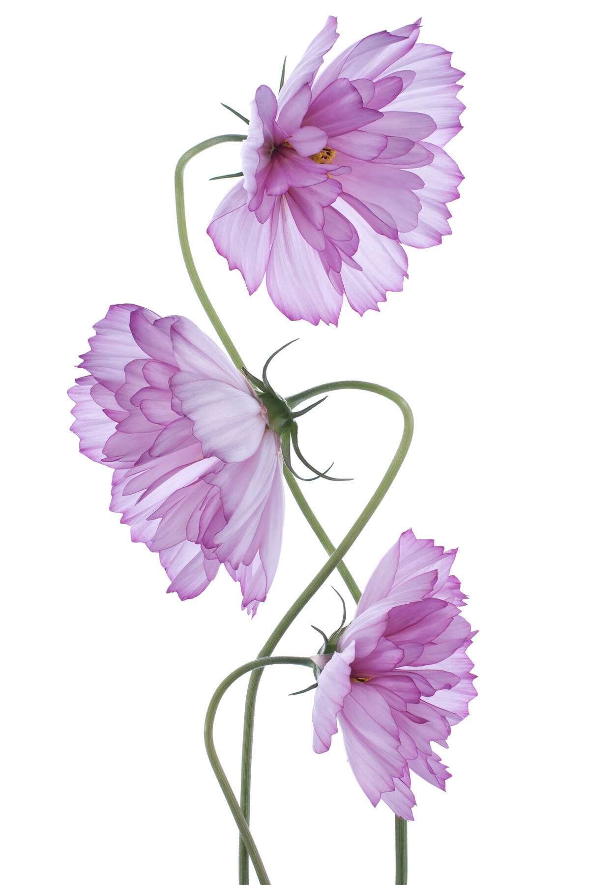 Fototapet muguri de liliac încrețiți