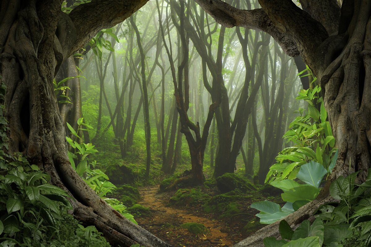 Fototapet palisadă luxuriantă de copaci de smarald