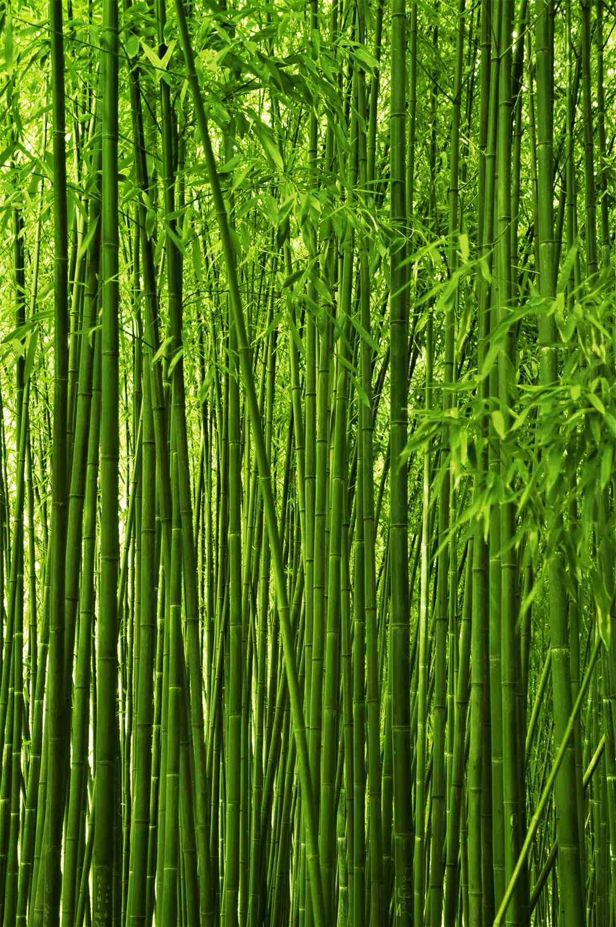 Fototapet formarea densă de tufișuri subțiri de bambus