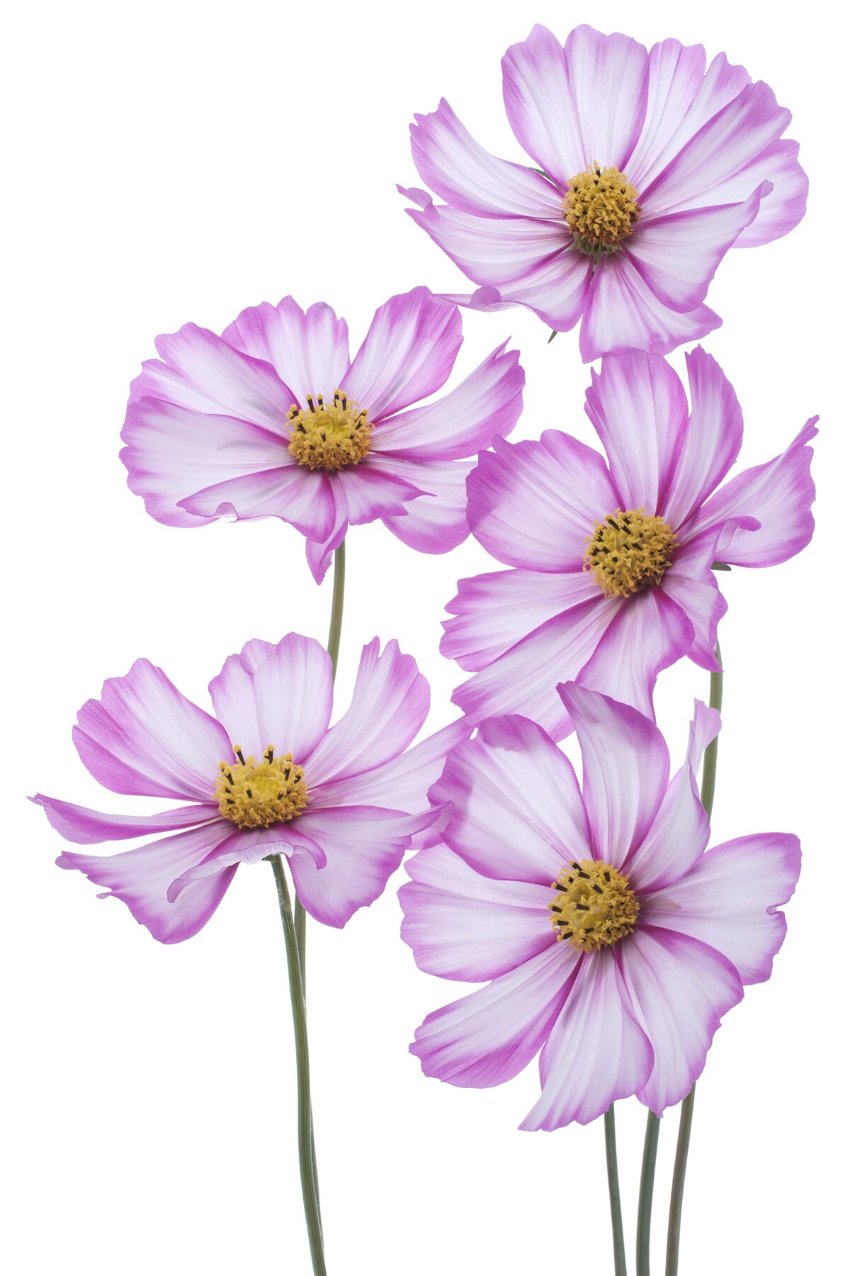 Fototapet flori grațioase de liliac pe o pajiște