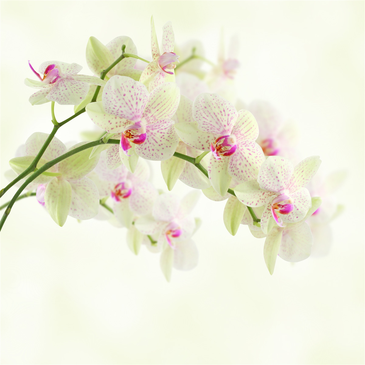 Fototapet ramuri neobișnuit de luxuriante cu muguri de orhidee