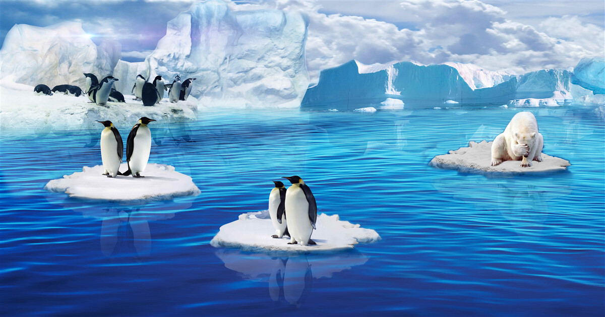 Fototapet familii de pinguini pe platforme de gheață