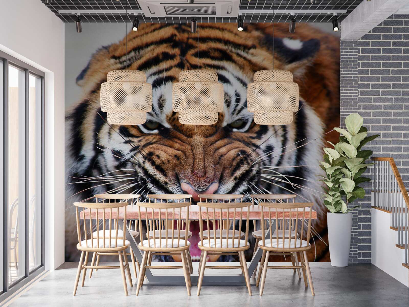 Fototapet tigrul adult furios face un răget