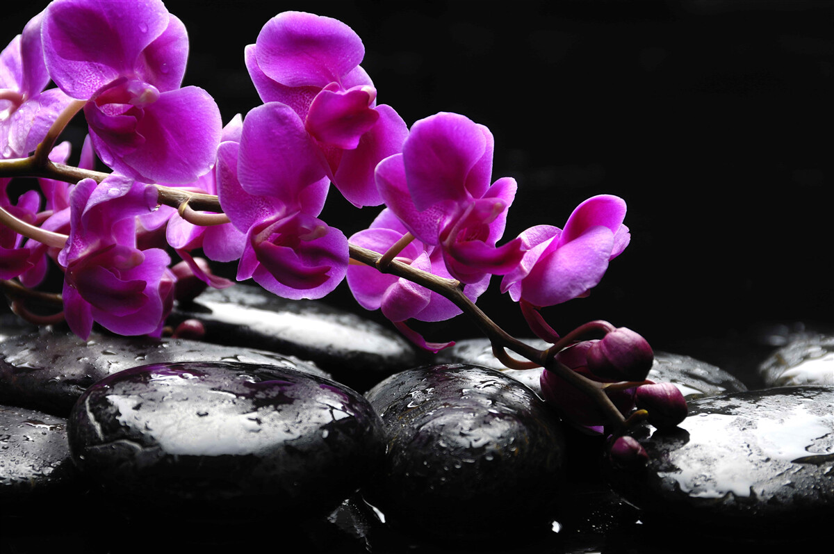 Fototapet piatră neagră cu ramură de orhidee mov