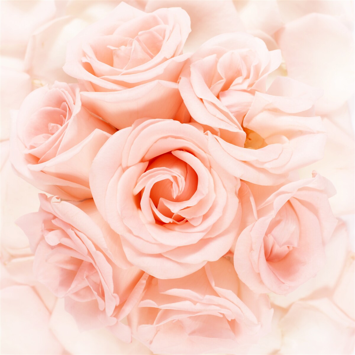 Fototapet mugur de trandafir piersică într-un buchet delicat