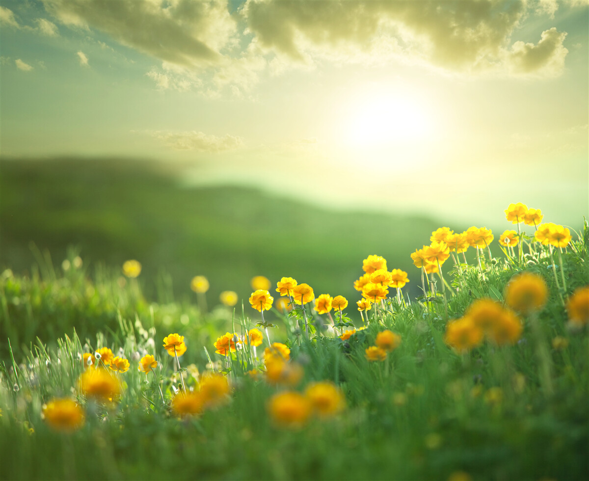 Fototapet pe o pajiște, păpădiile aurii privesc răsăritul