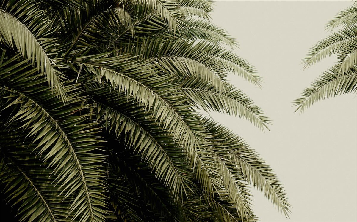 Fototapet frunze de ferigă acoperite dens cu umezeală atunci când plouă