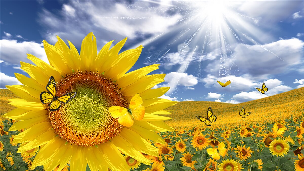 Fototapet fluturi aurii plutesc pe cerul albastru deasupra unui câmp de floarea soarelui