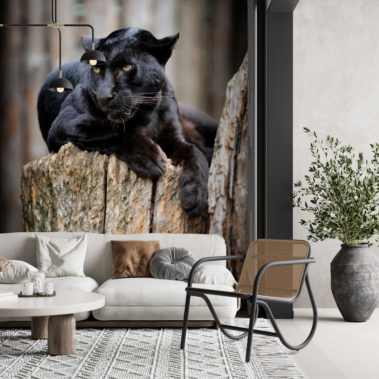 Fototapet o panteră neagră stă pe un copac