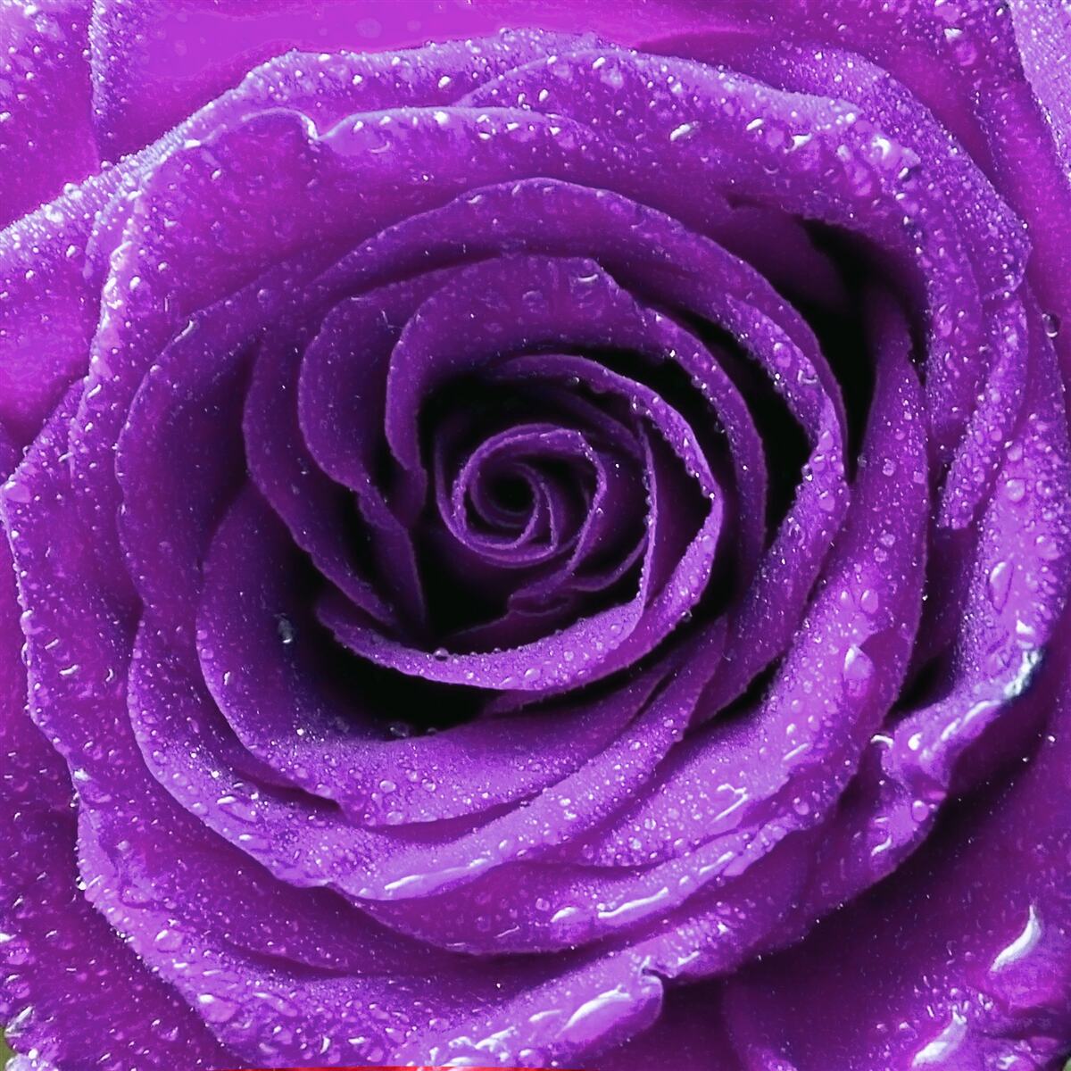 Fototapet picături mari de rouă pe petalele unui trandafir lila