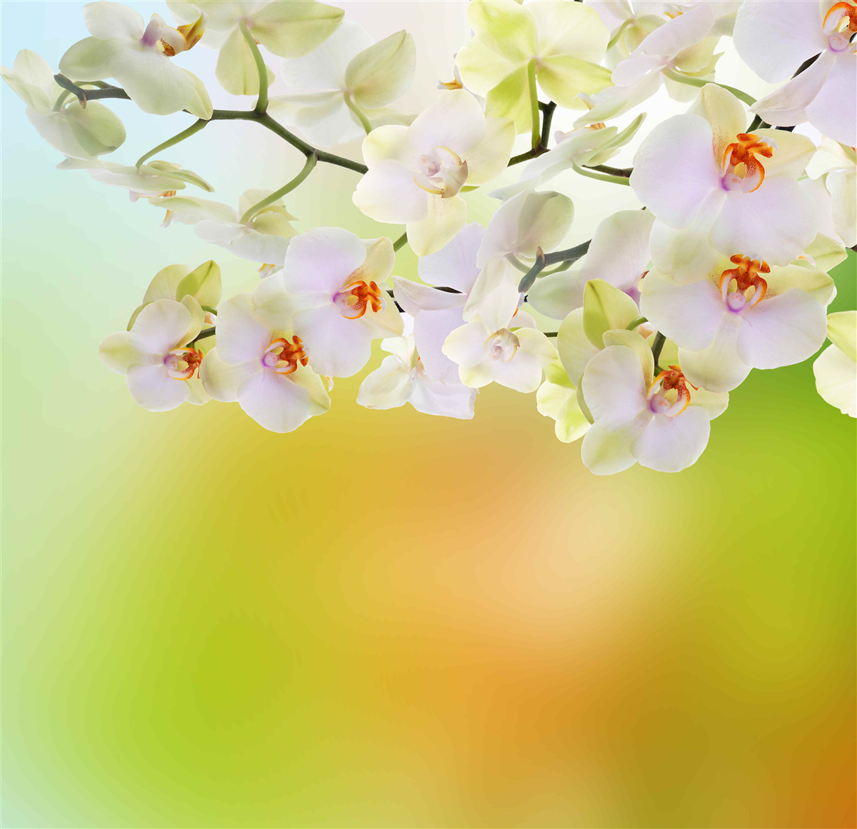 Fototapet muguri albi ca zăpada și orhidee înfloresc pe ramuri