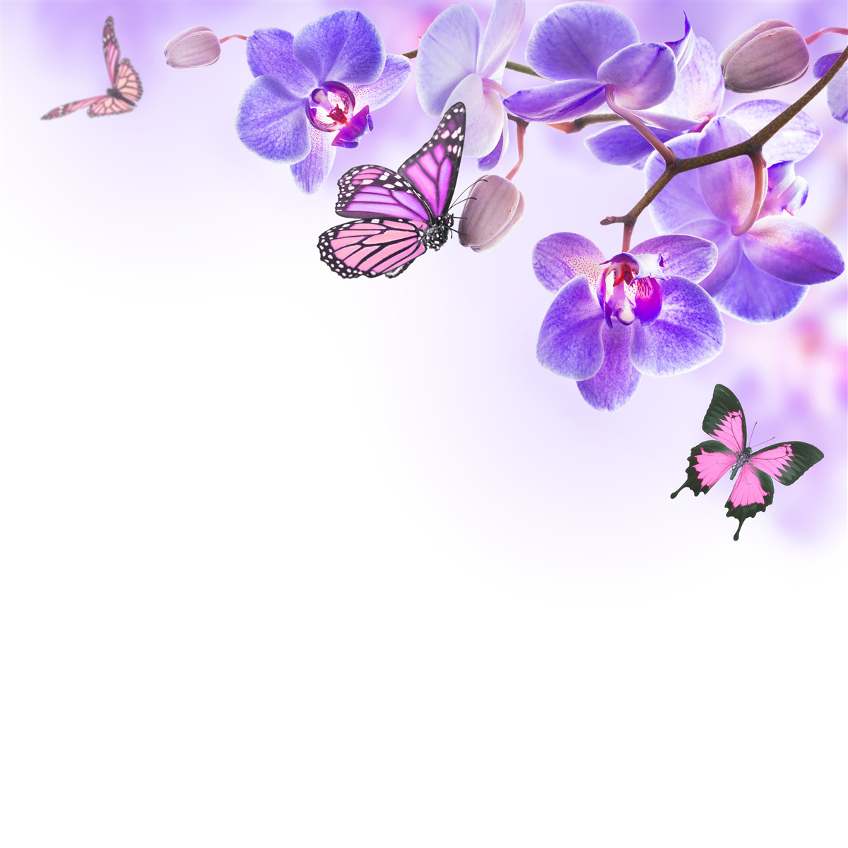 Fototapet fluturi plutesc peste orhidee cu petale albastru-violet