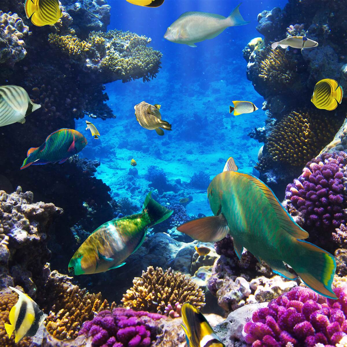 Fototapet adâncurile misterioase ale oceanului