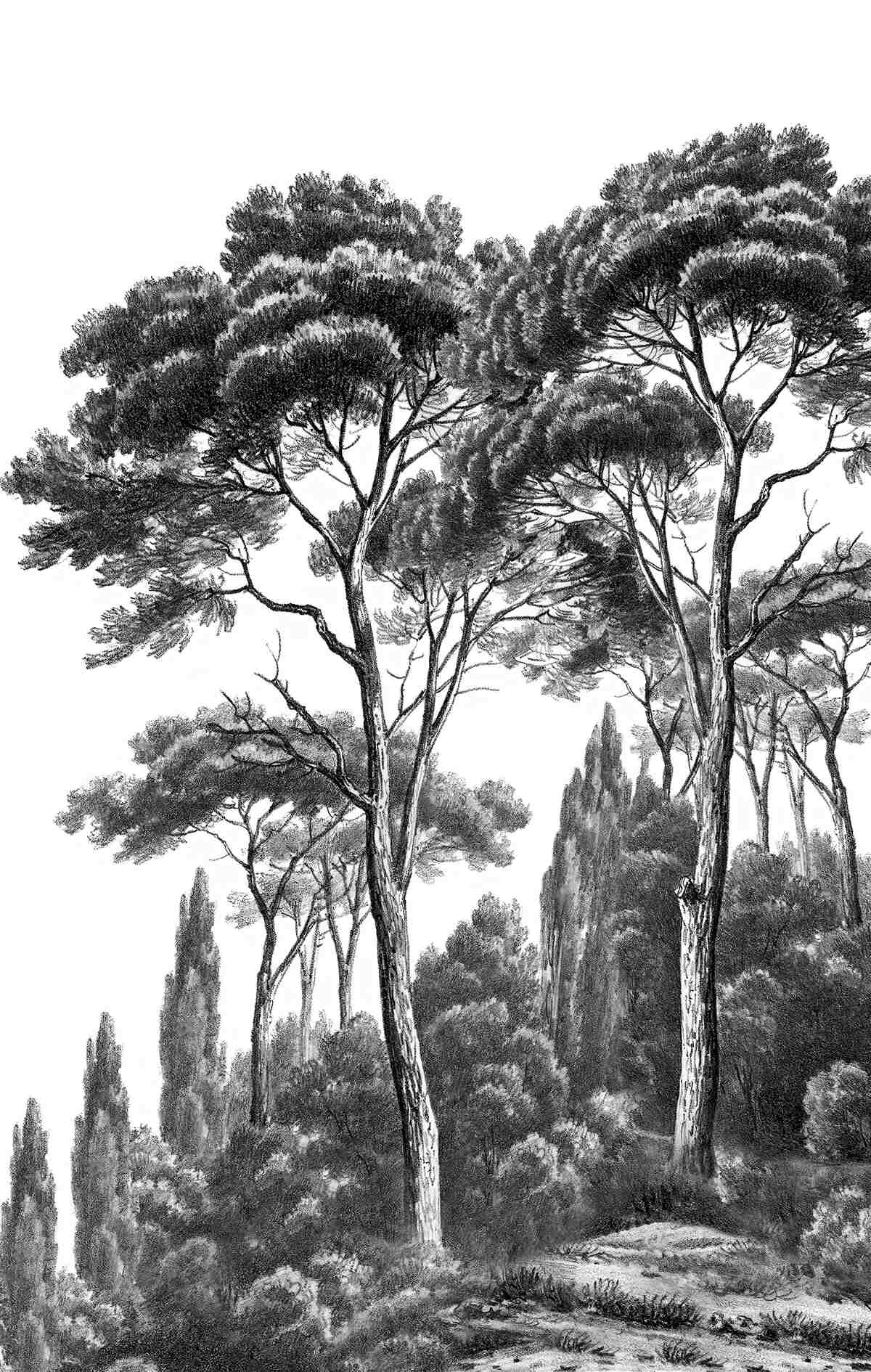 Fototapet pini din italia