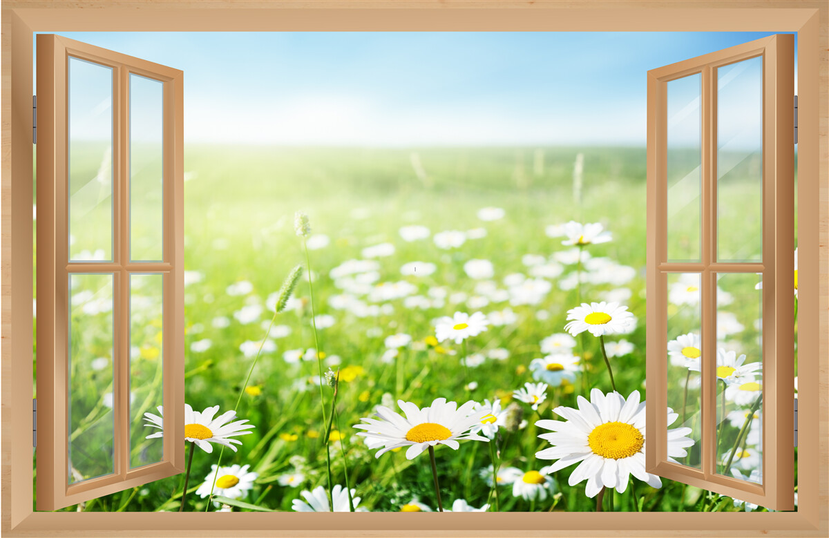 Fototapet panorama unui câmp de mușețel