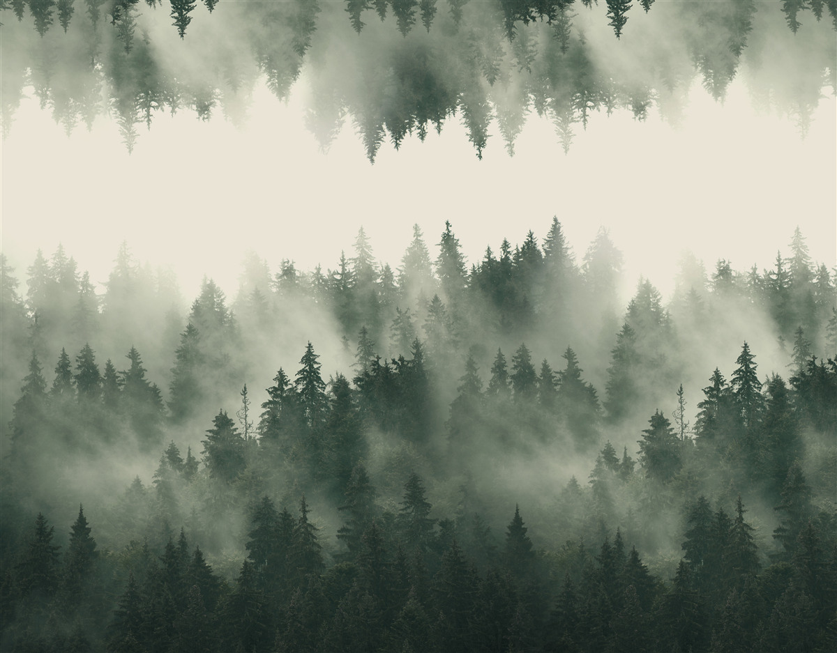 Fototapet pădure cețoasă cu vegetație densă