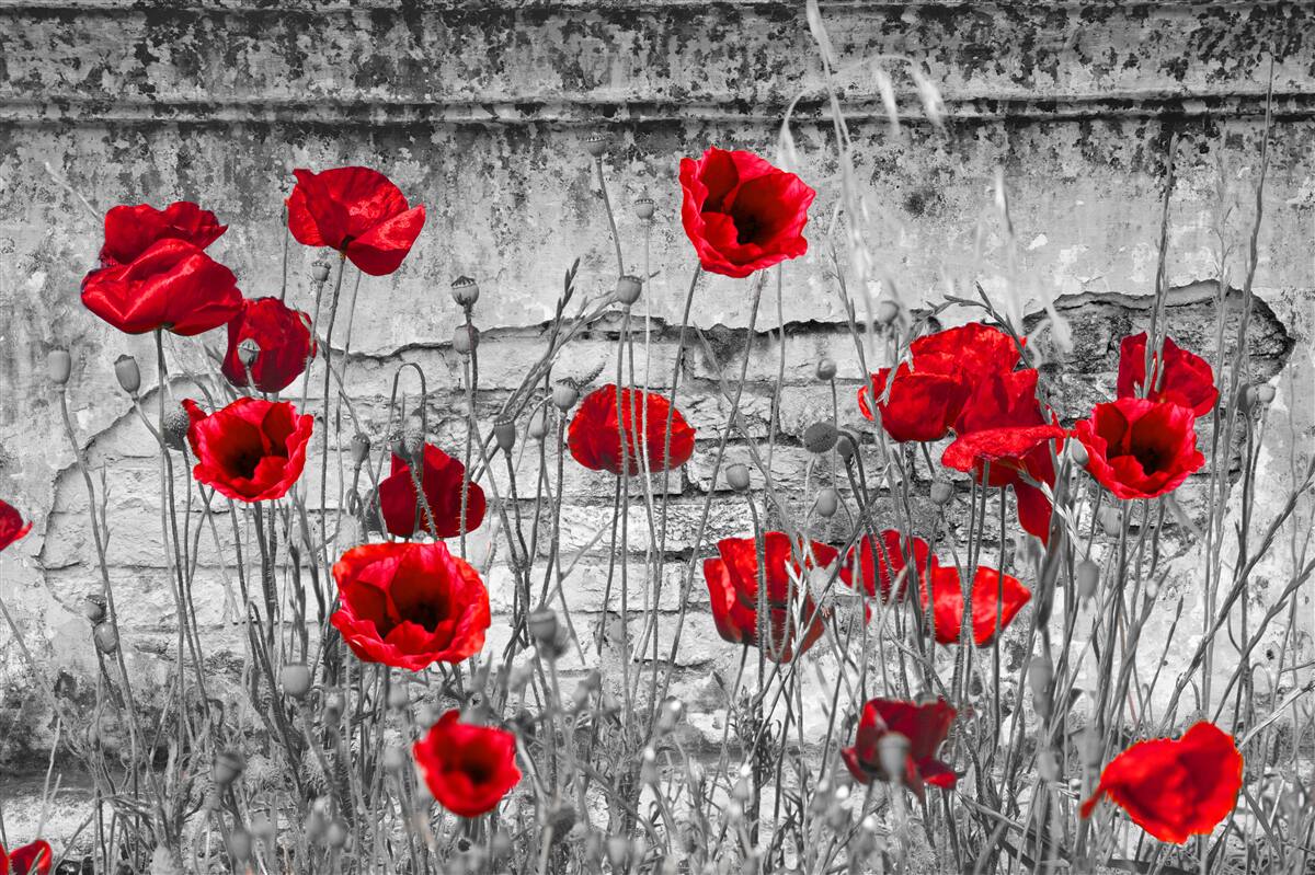 Fototapet maci cărămiziu pe un fundal gri