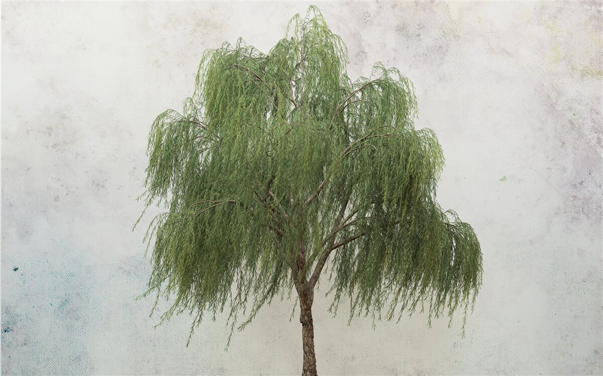Fototapet salcie plângătoare