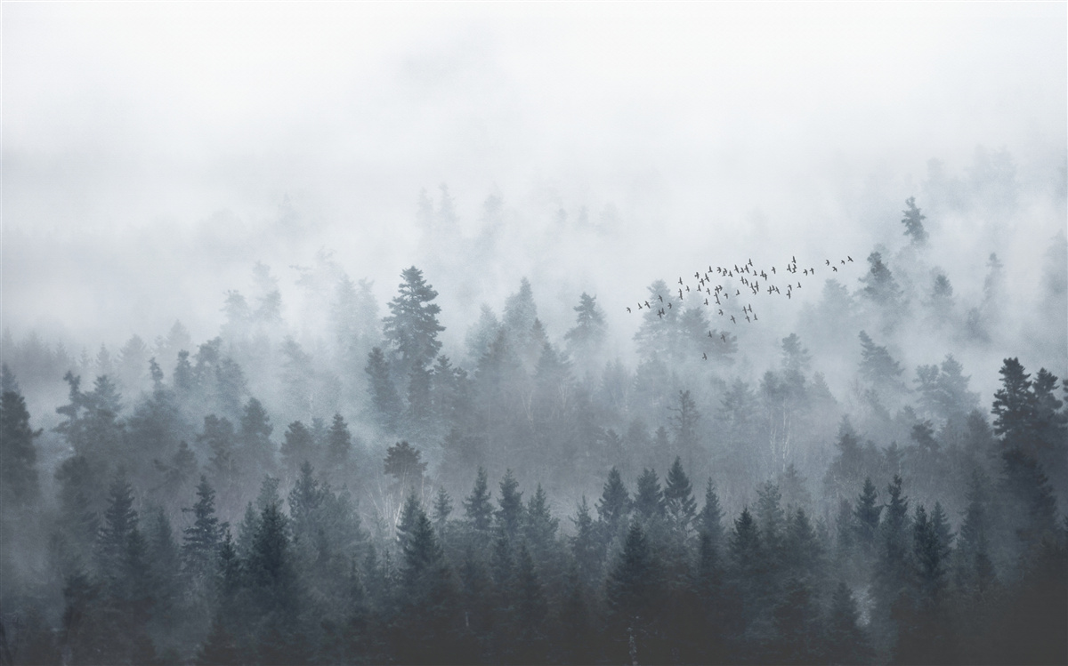 Fototapet pădure învăluită în ceață