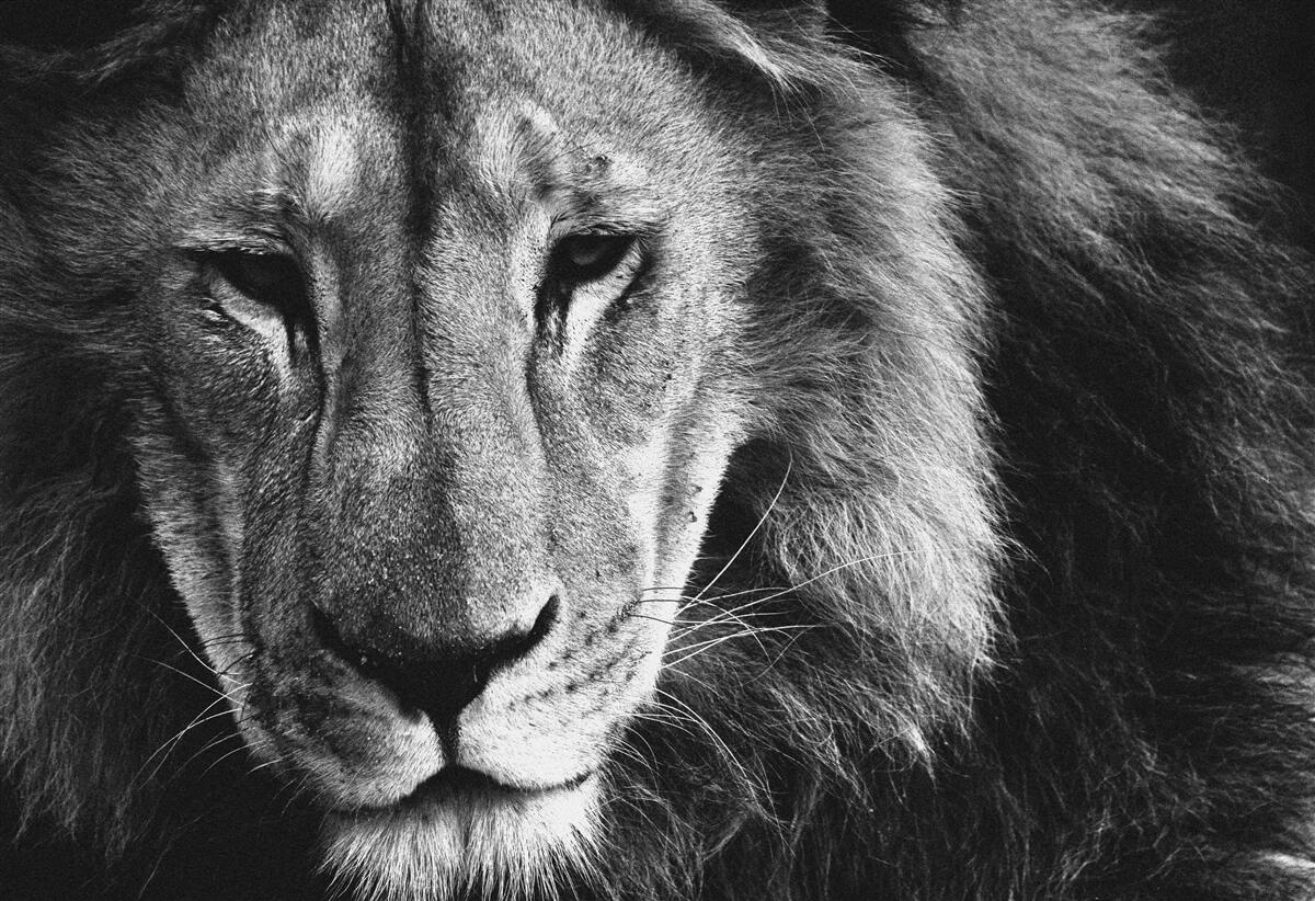 Fototapet portret al unui leu adult în alb și negru