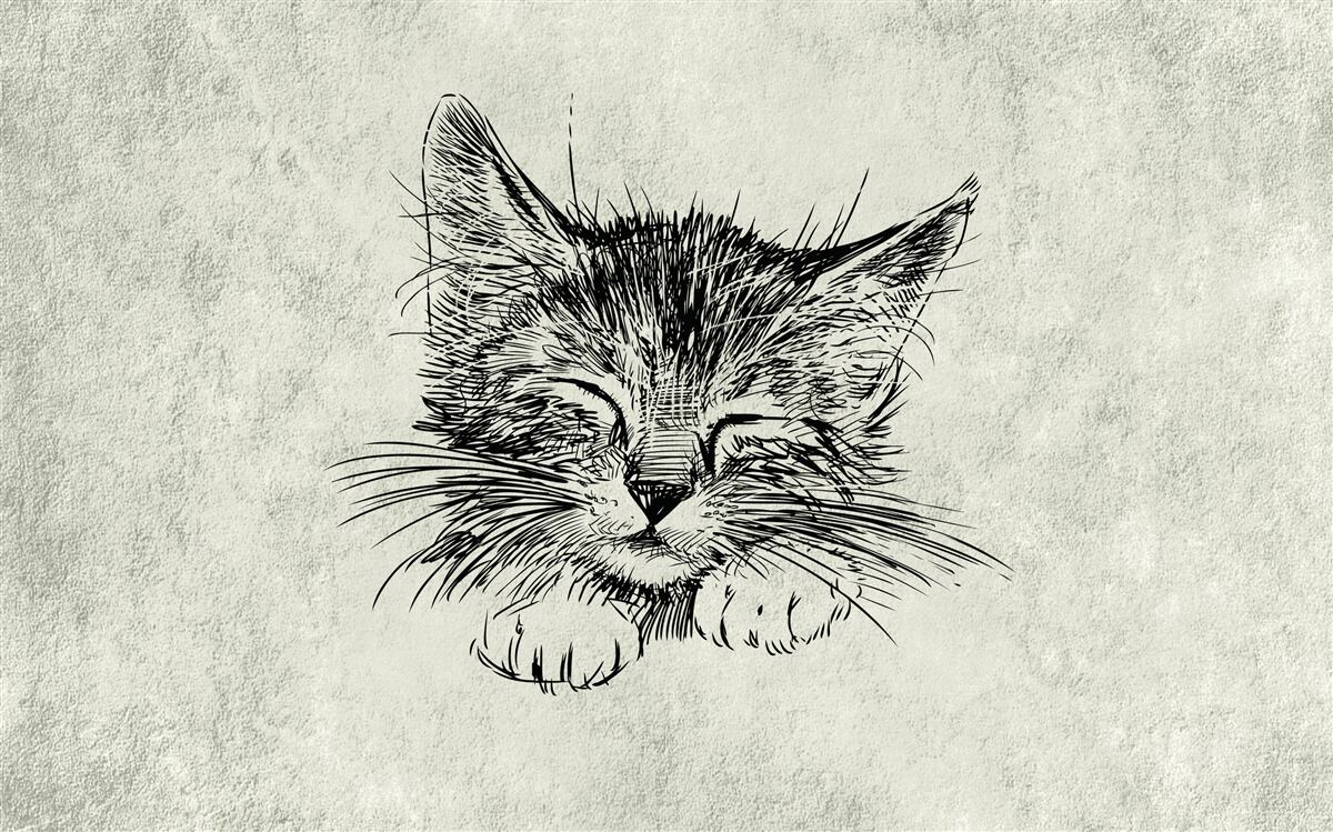 Fototapet fotografia arată o pisică cu ochii închiși