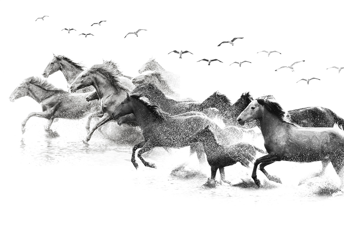 Fototapet mulți cai galopând