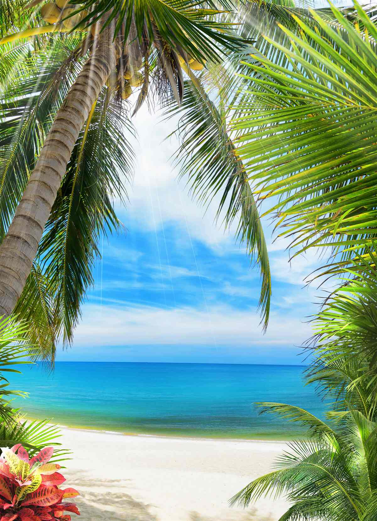 Fototapet cale spre ocean prin palmieri