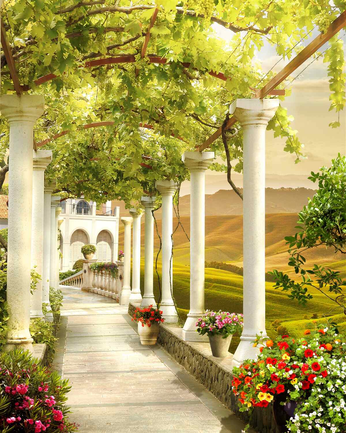 Fototapet vița de vie se înfășoară în jurul coloanelor