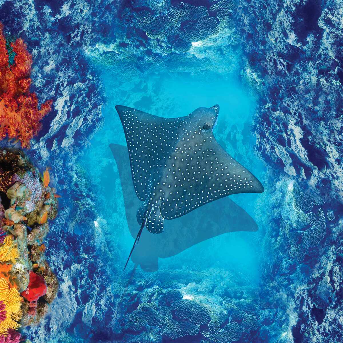 Fototapet stingray plutitoare