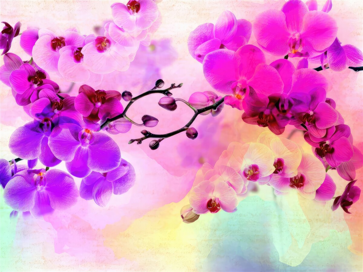 Fototapet orhidee în toate nuanțele curcubeului
