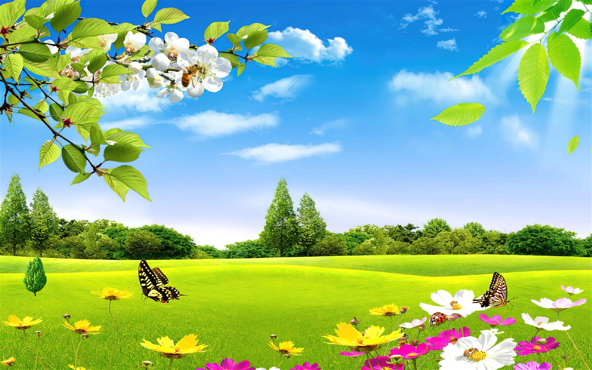 Fototapet gazon verde și fluture