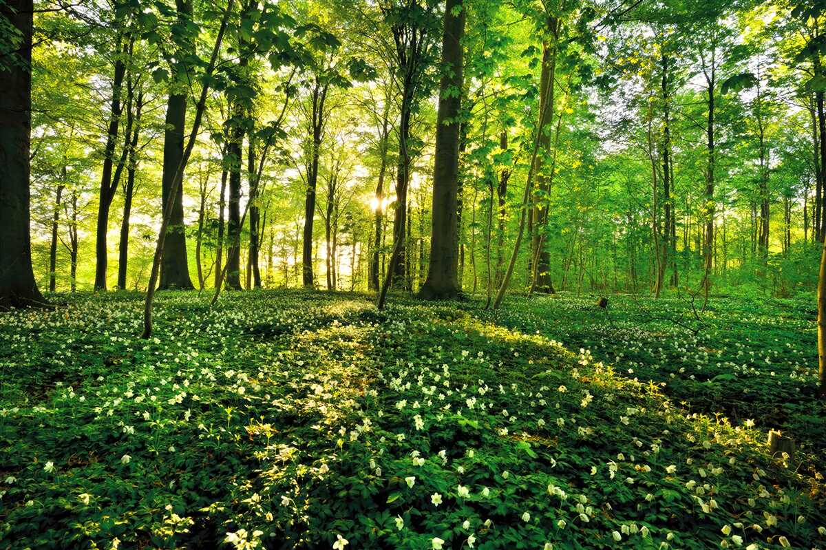 Fototapet un luminiș dintr-o pădure acoperit cu flori
