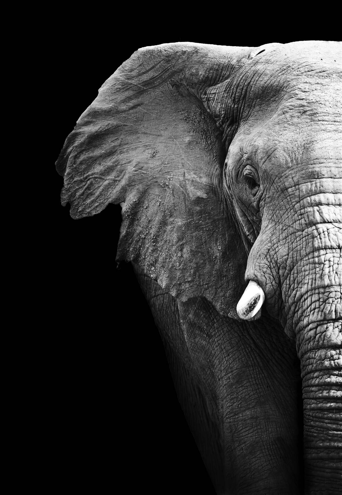 Fototapet close-up al unui elefant pe un fundal negru