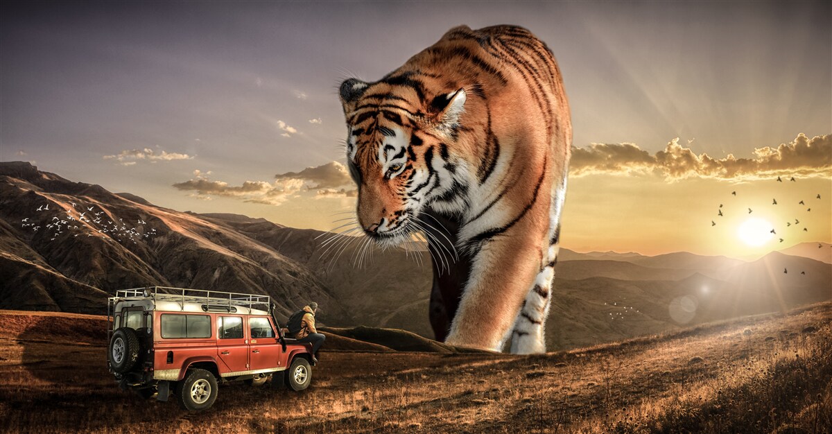 Fototapet tigrul mare urmărește mașina