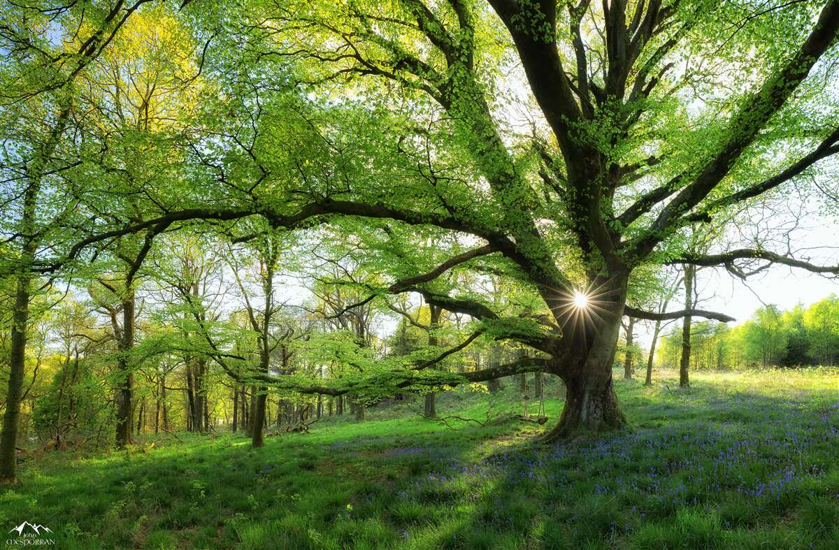 Fototapet frumoasă pădure verde