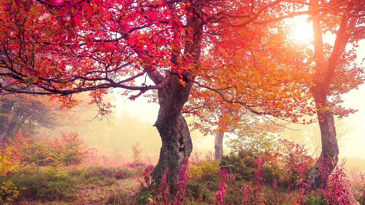 Fototapet copaci înfloriți în mijlocul unei păduri cețoase