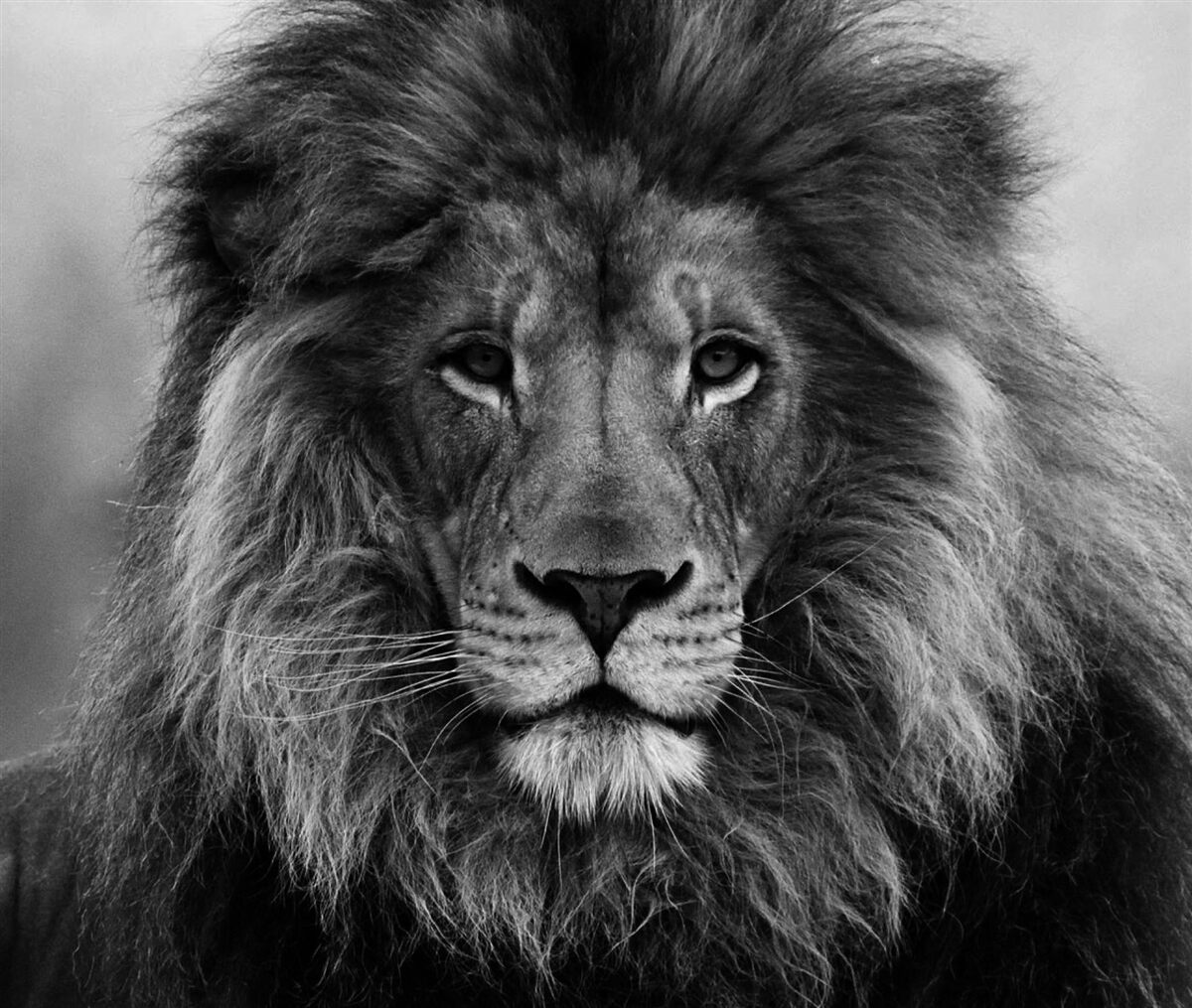 Fototapet imaginea unui leu matur