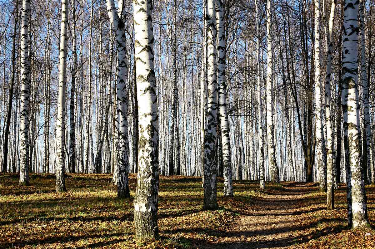 Fototapet frunzele au căzut din copaci