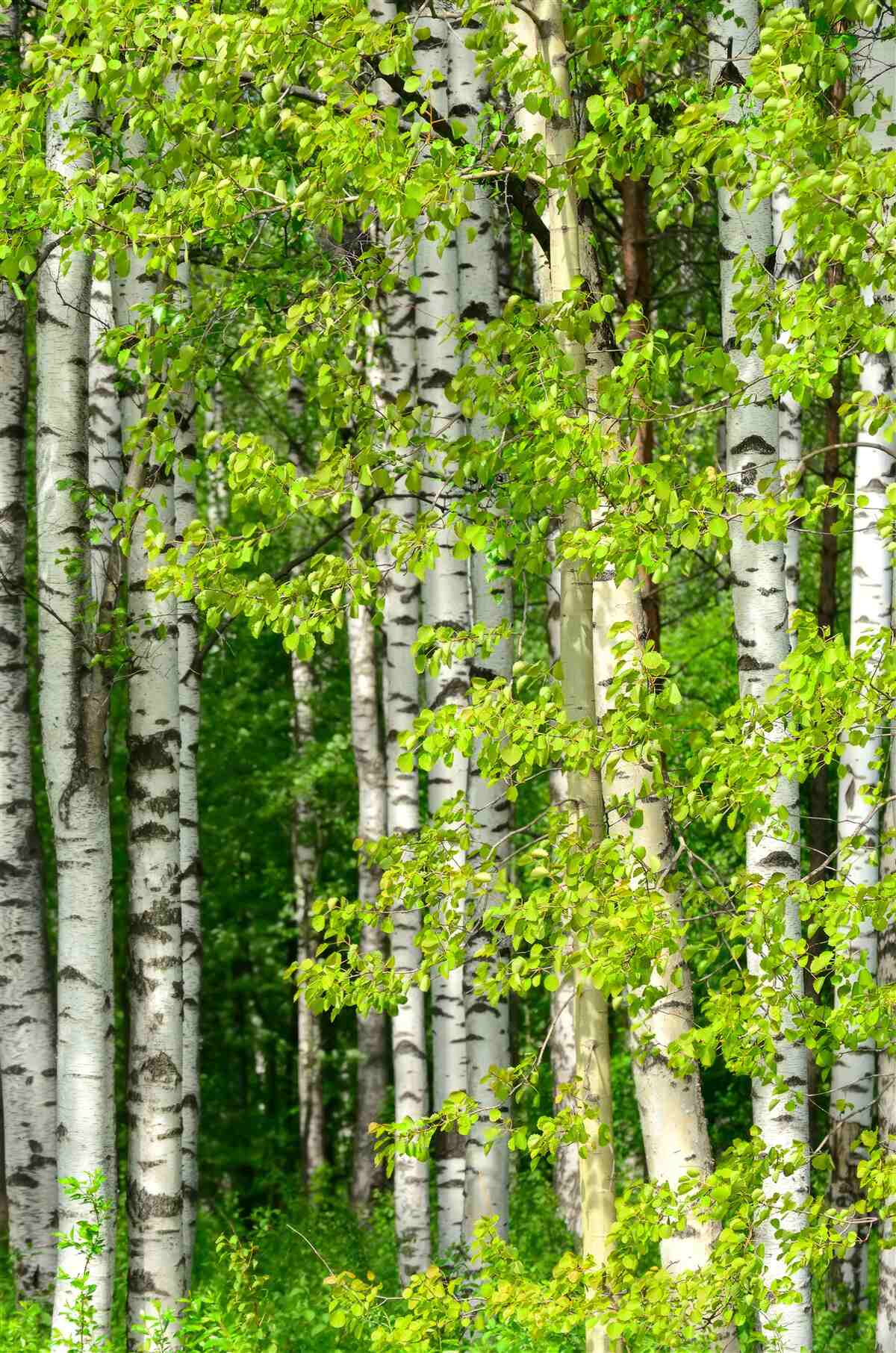 Fototapet pădure de mesteceni