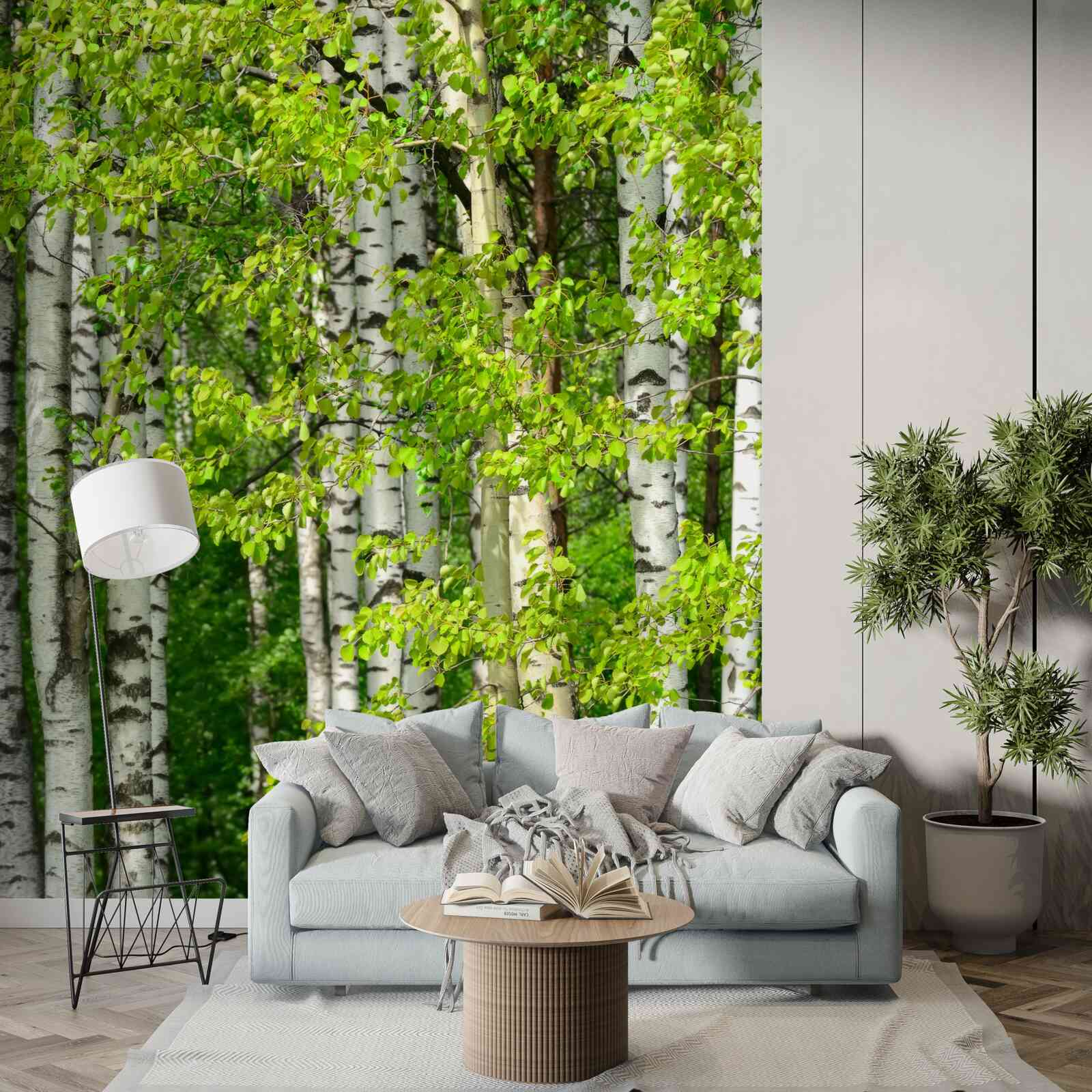 Fototapet pădure de mesteceni