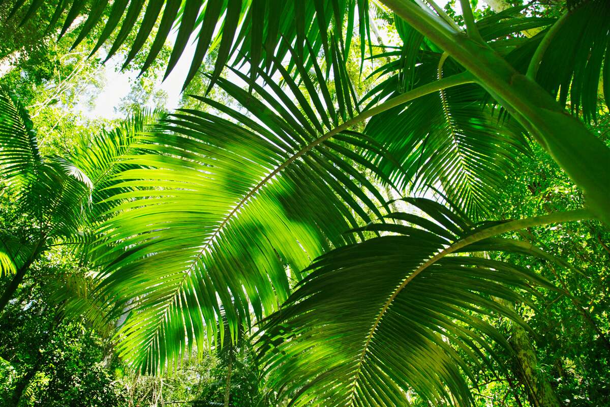 Fototapet frunze verzi mari