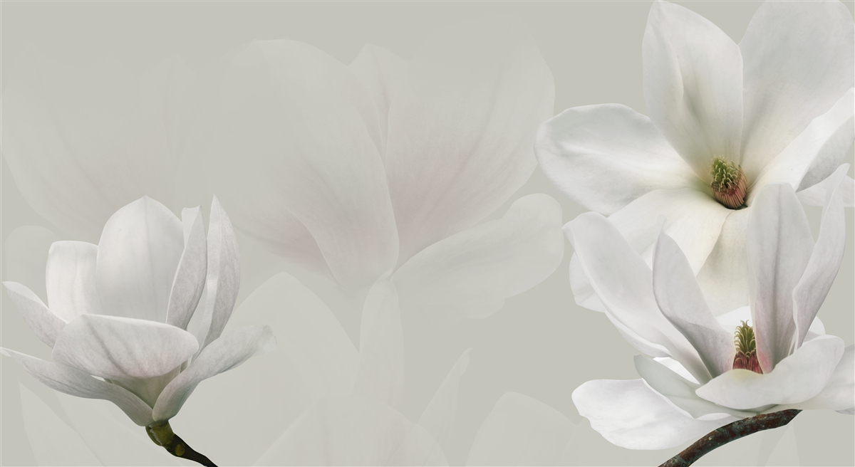 Fototapet flori albe mari