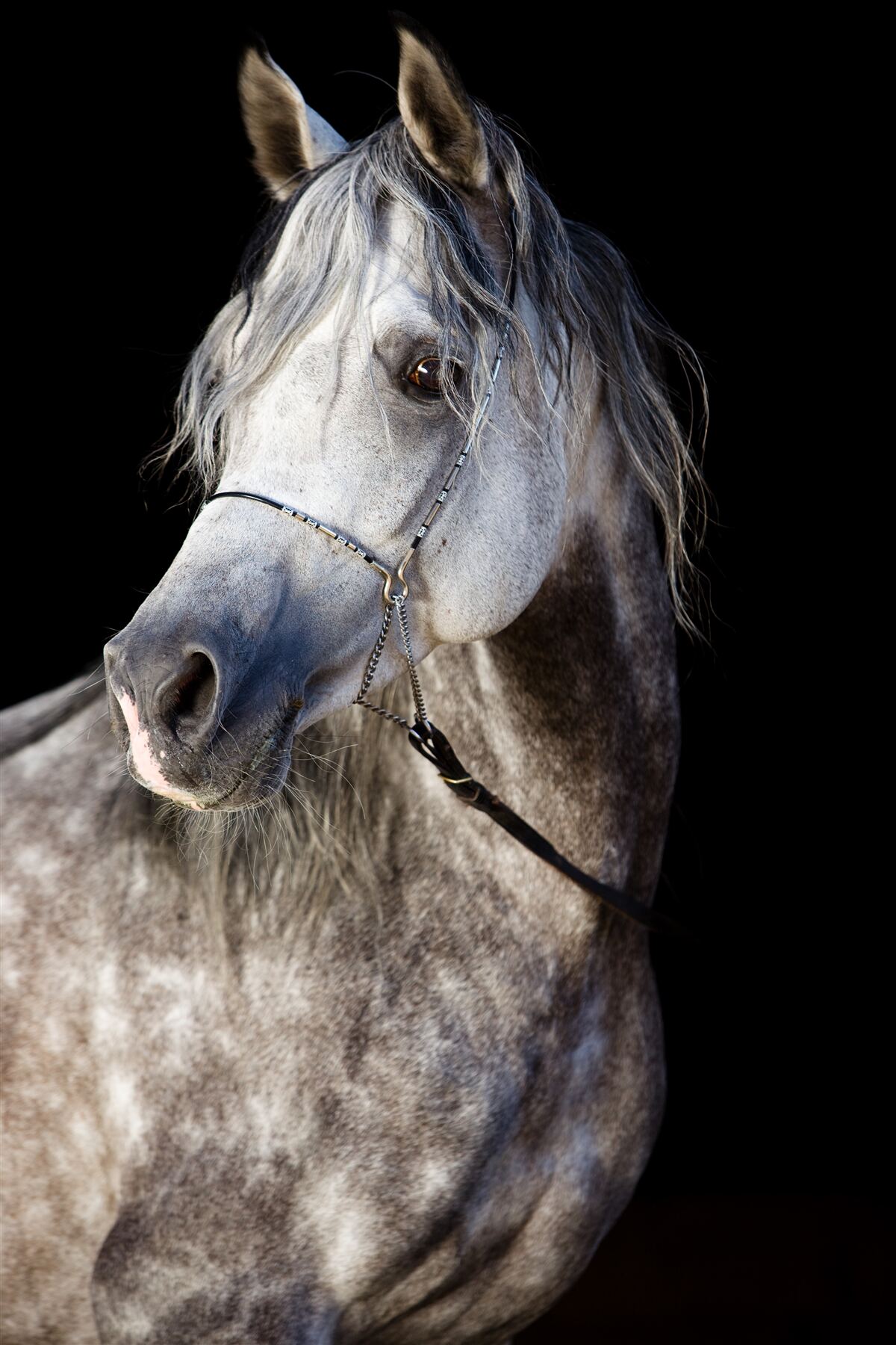 Fototapet siluetă elegantă a unui cal pe un fundal întunecat