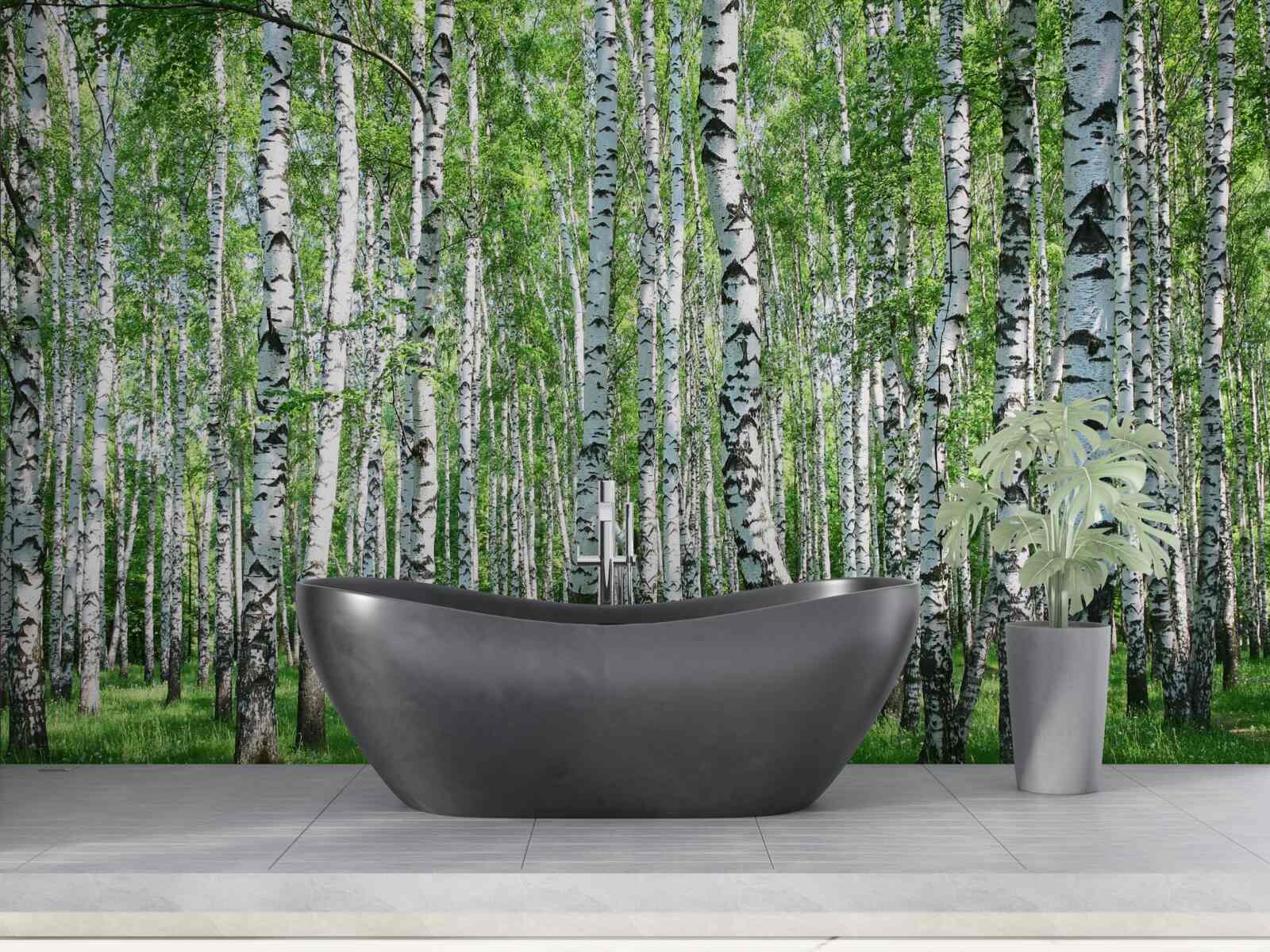 Fototapet există o mulțime de mesteceni în pădure