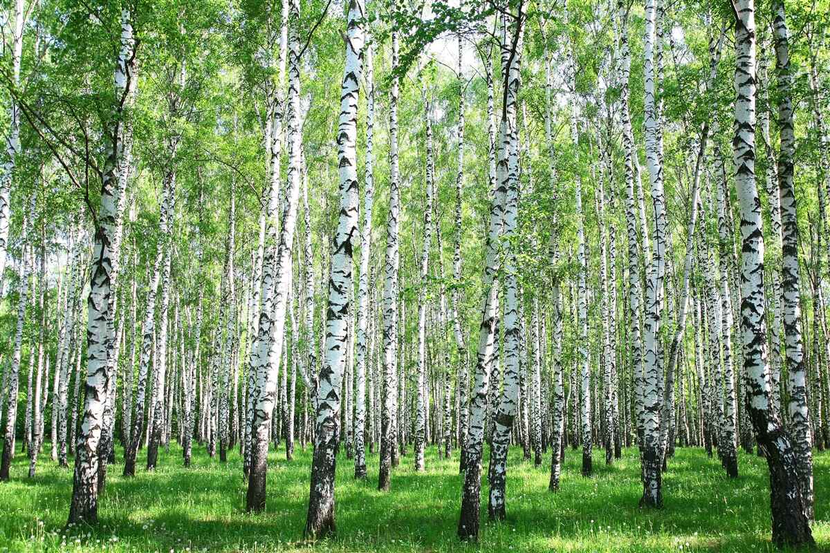 Fototapet grațios, spre cer mesteceni