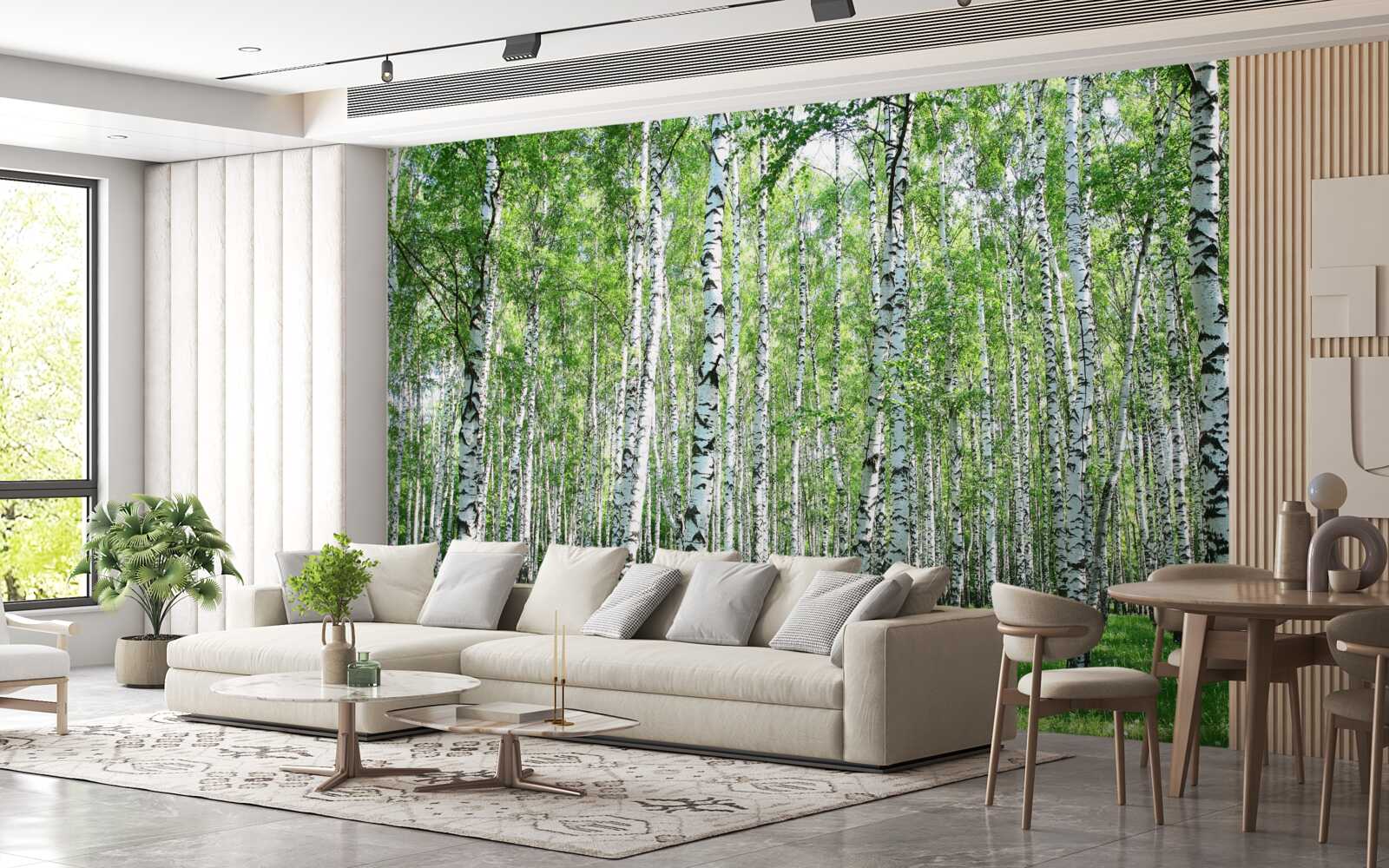 Fototapet grațios, spre cer mesteceni