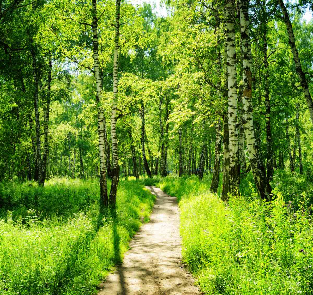 Fototapet potecă înconjurată de copaci verzi