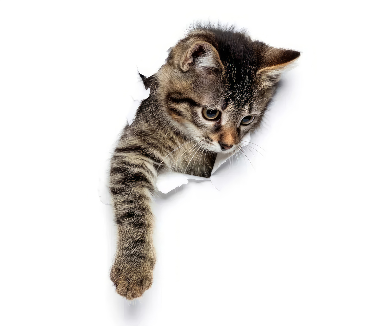 Fototapet o pisicuță iese dintr-un perete alb