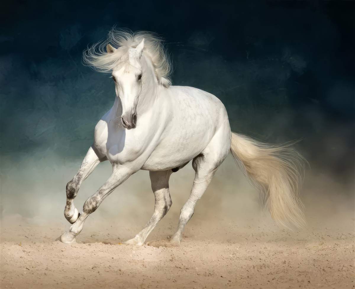 Fototapet White Horse Run